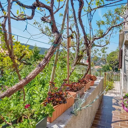 Corino * Veli Lošinj