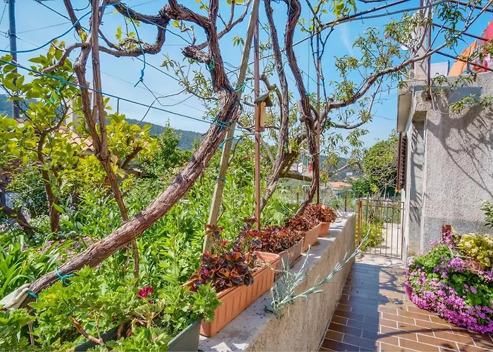 Corino * Veli Lošinj